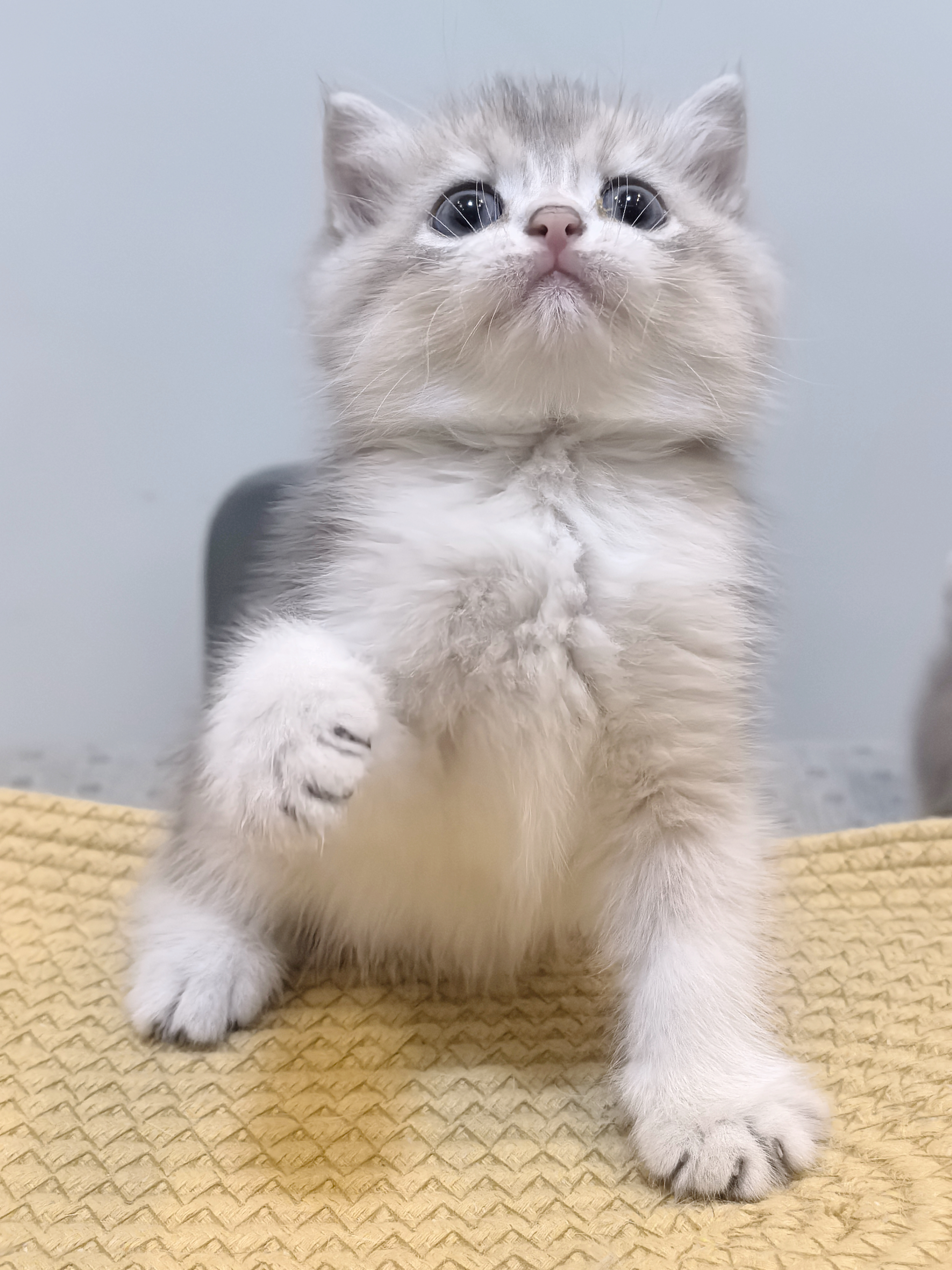 25色大包子脸蓝金弟弟～